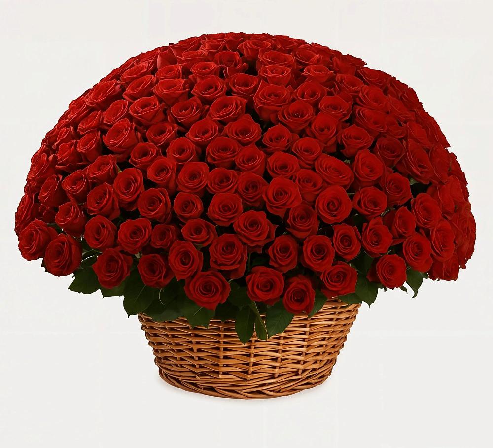 251 Премиум красная роза в Кезе Премиум букет из: Розы в Кезе